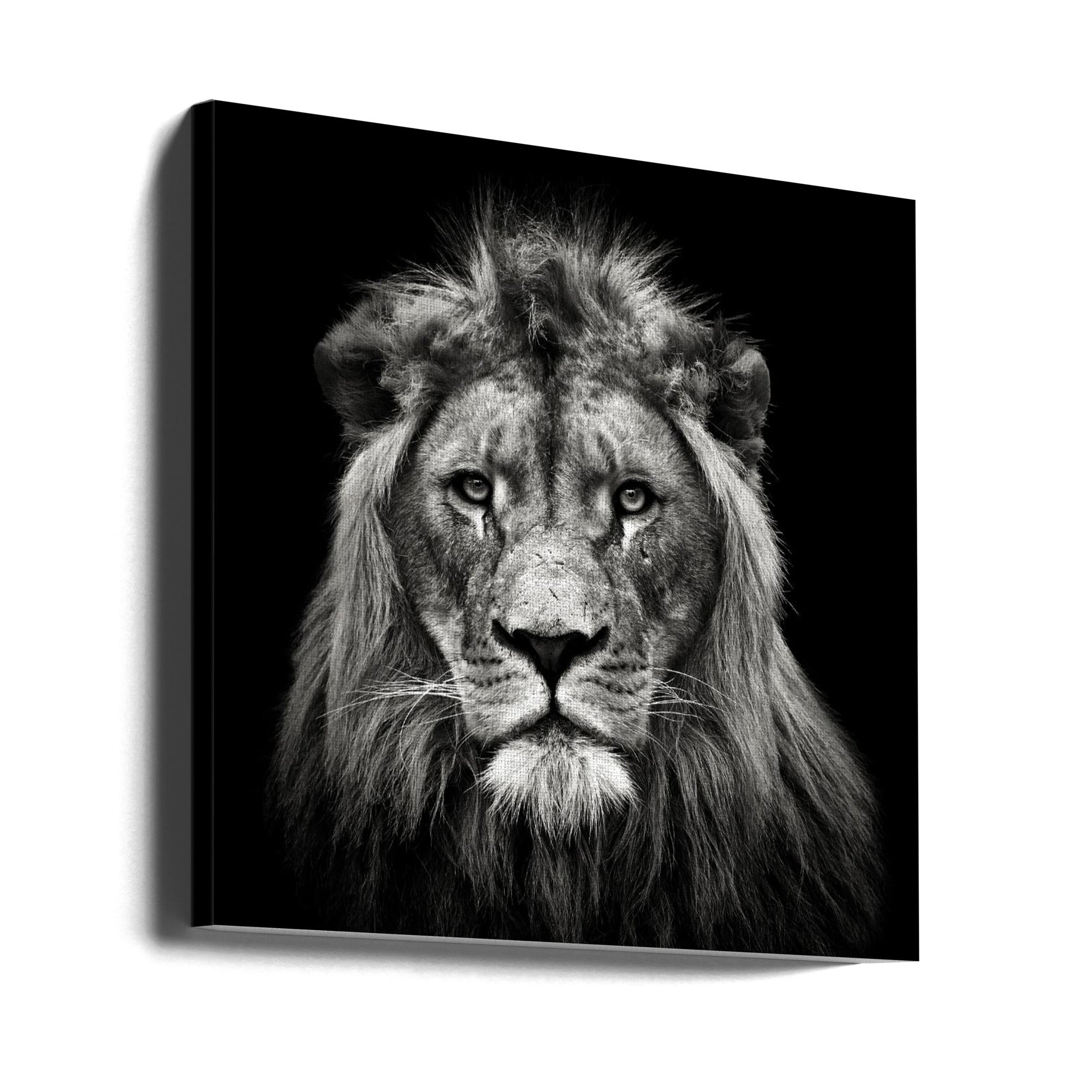 Wall art Young Male Lion Canvas Print