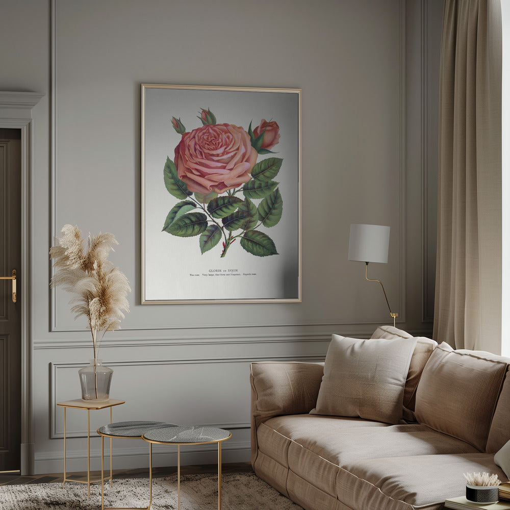 Pink Rose, Glorie De Dijon Lithograph Wall Artwork 0