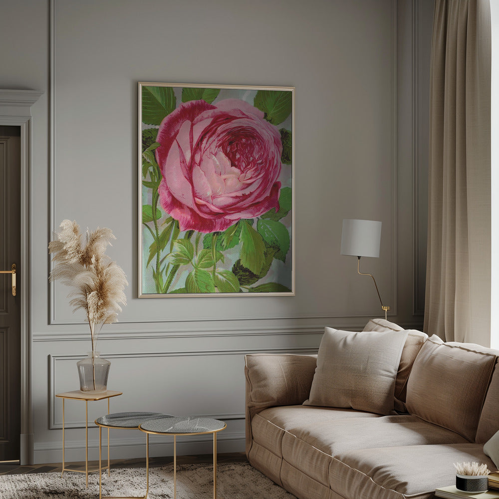 Pink Rose, Mrs John Laing Lithograph Wall Artwork 0