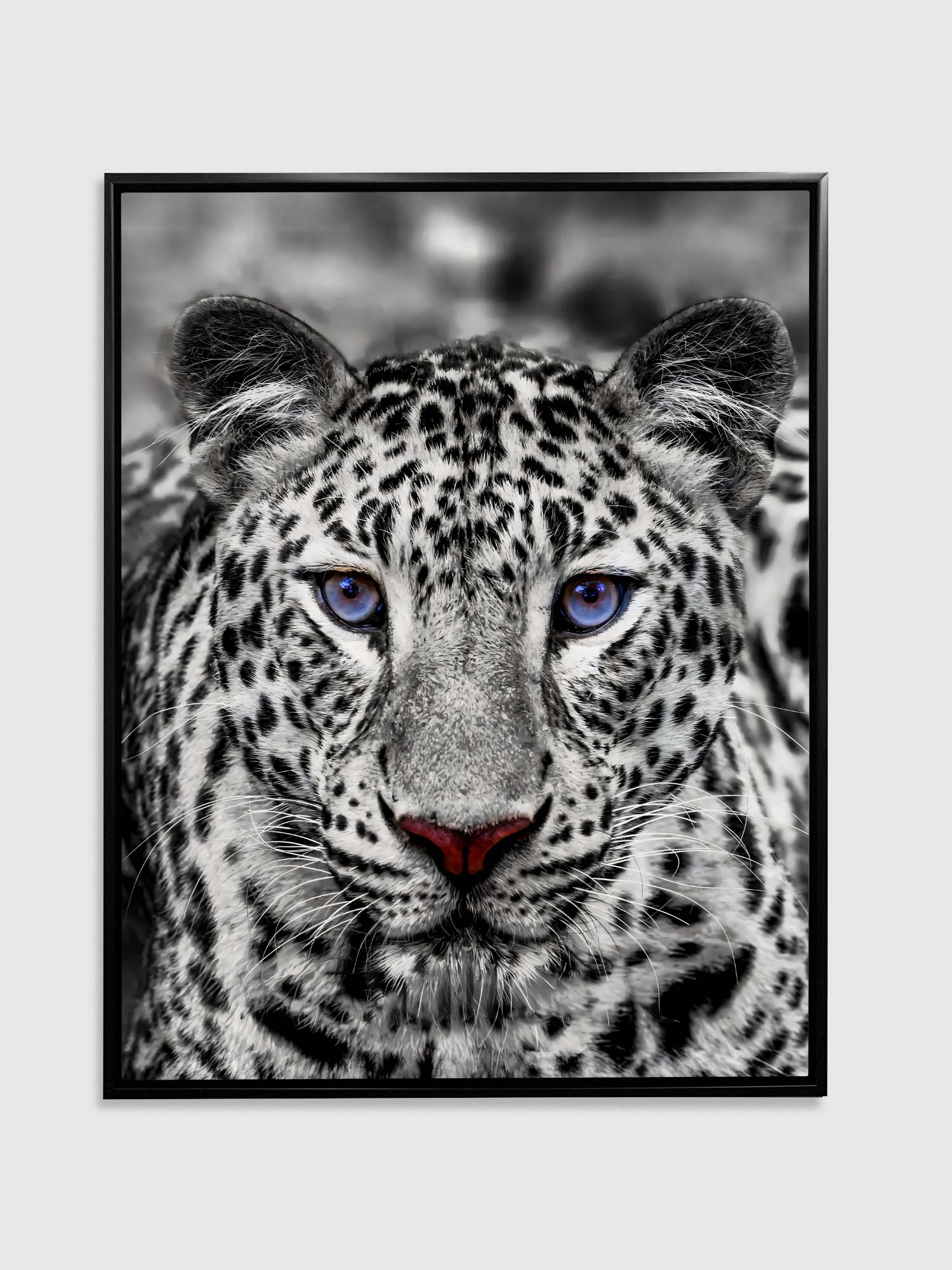 Wall Art-Blue Eyed White Tiger- Wildlife decor