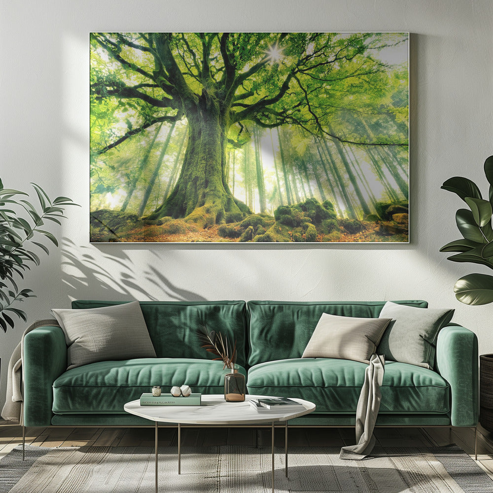 Ponthus' Beech Wall Artwork 0