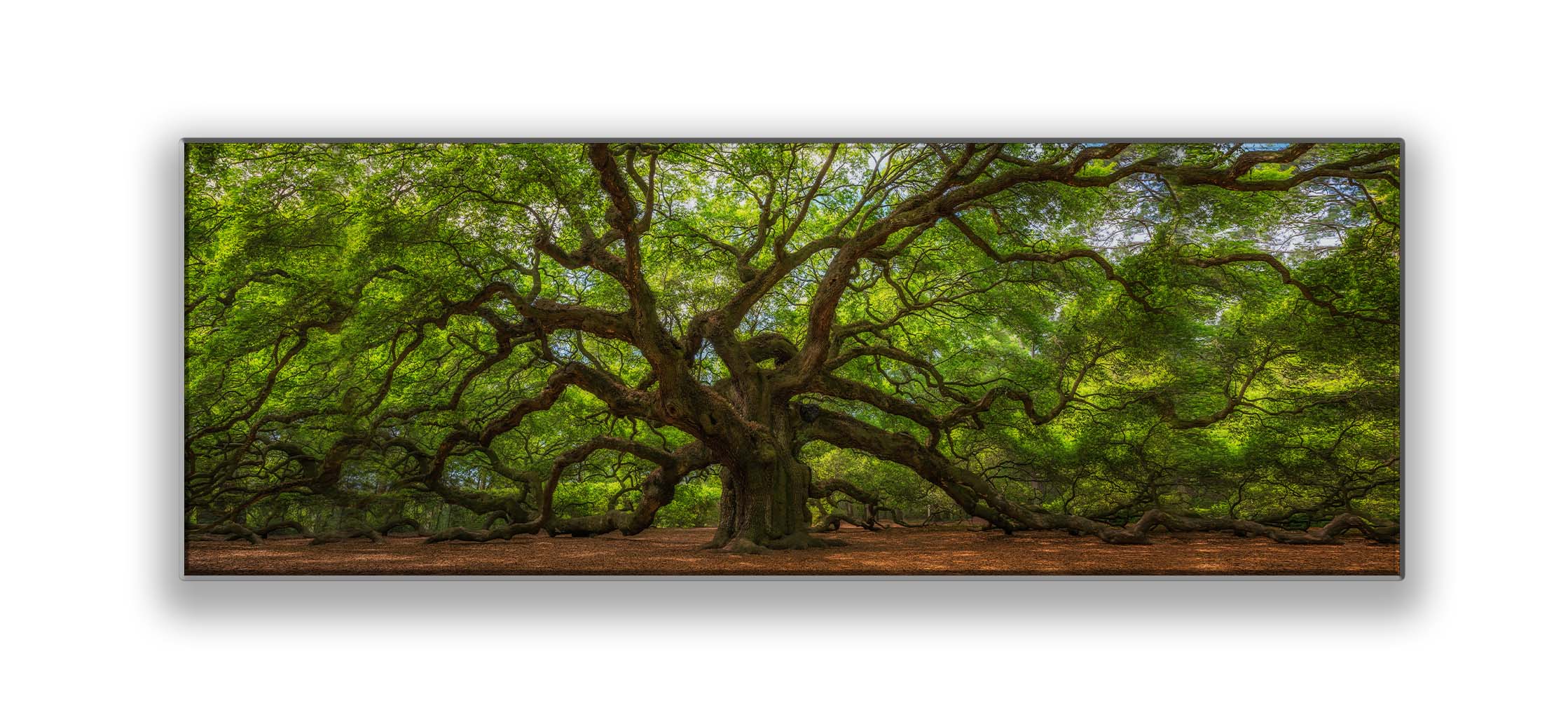 Wall Art Angel Tree 72" x 24" Canvas Print
