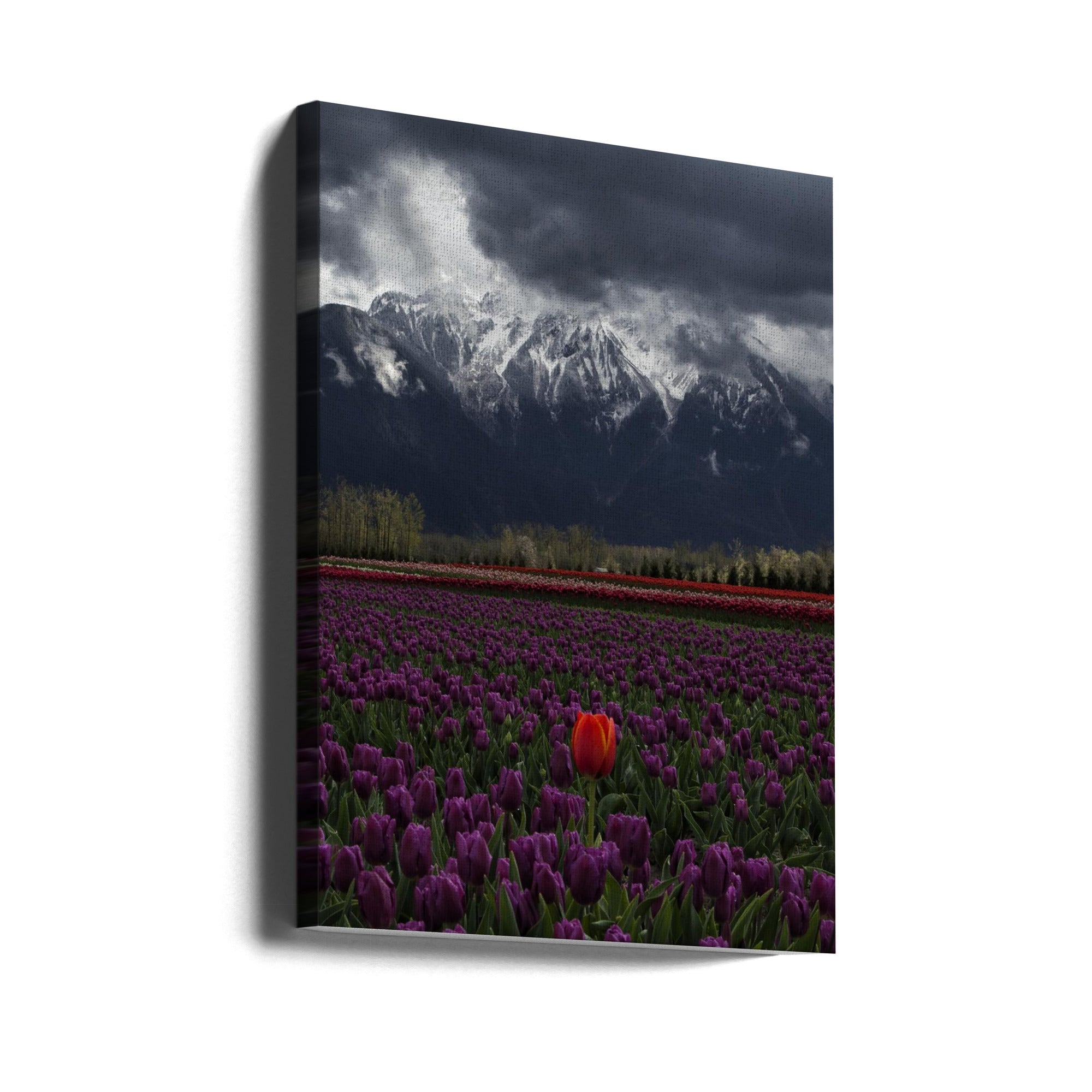 Wall art Tulip in Vancouver canvas Palette