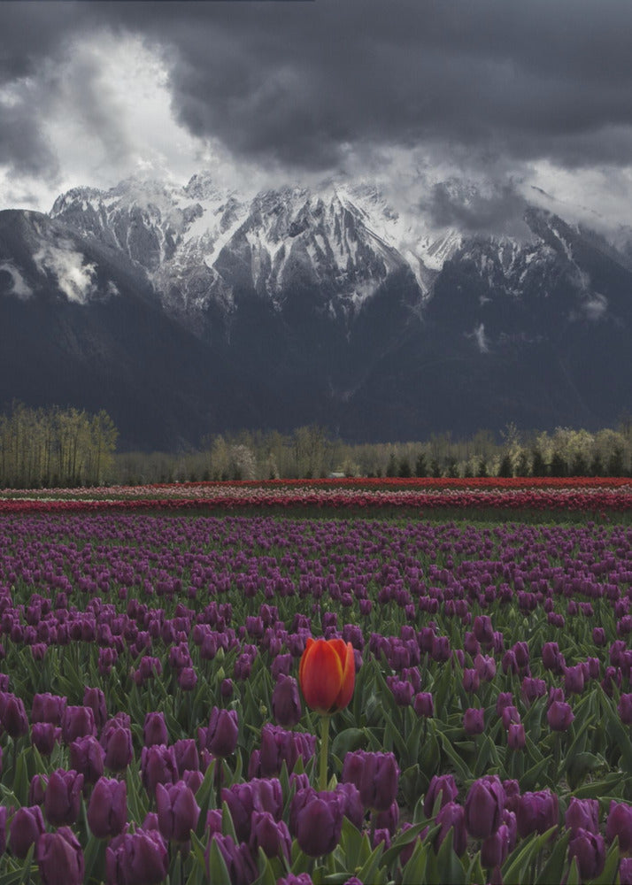 Wall art Tulip in Vancouver with black frame