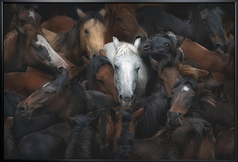 Wall art of majestic white horse among a herd with black frame