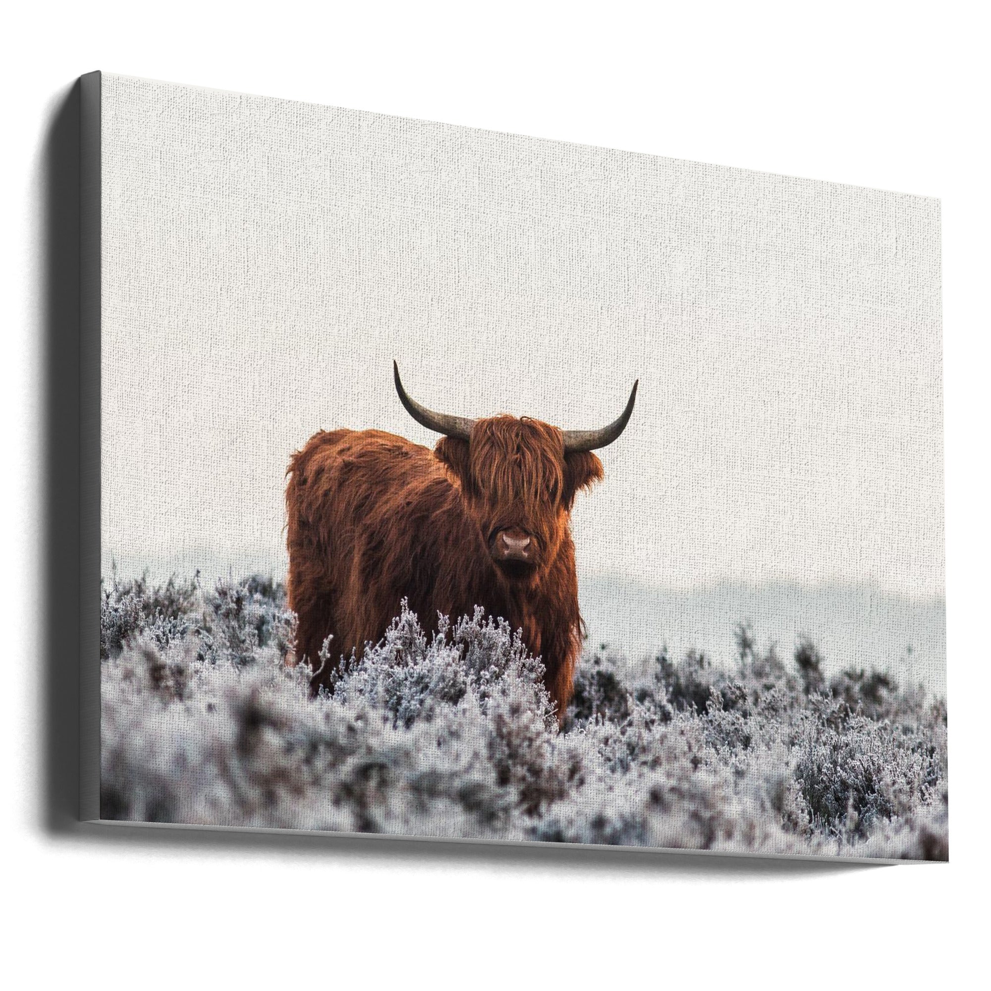 Highlander Wall Artwork Gallery Wrapped (Ready to Hang)