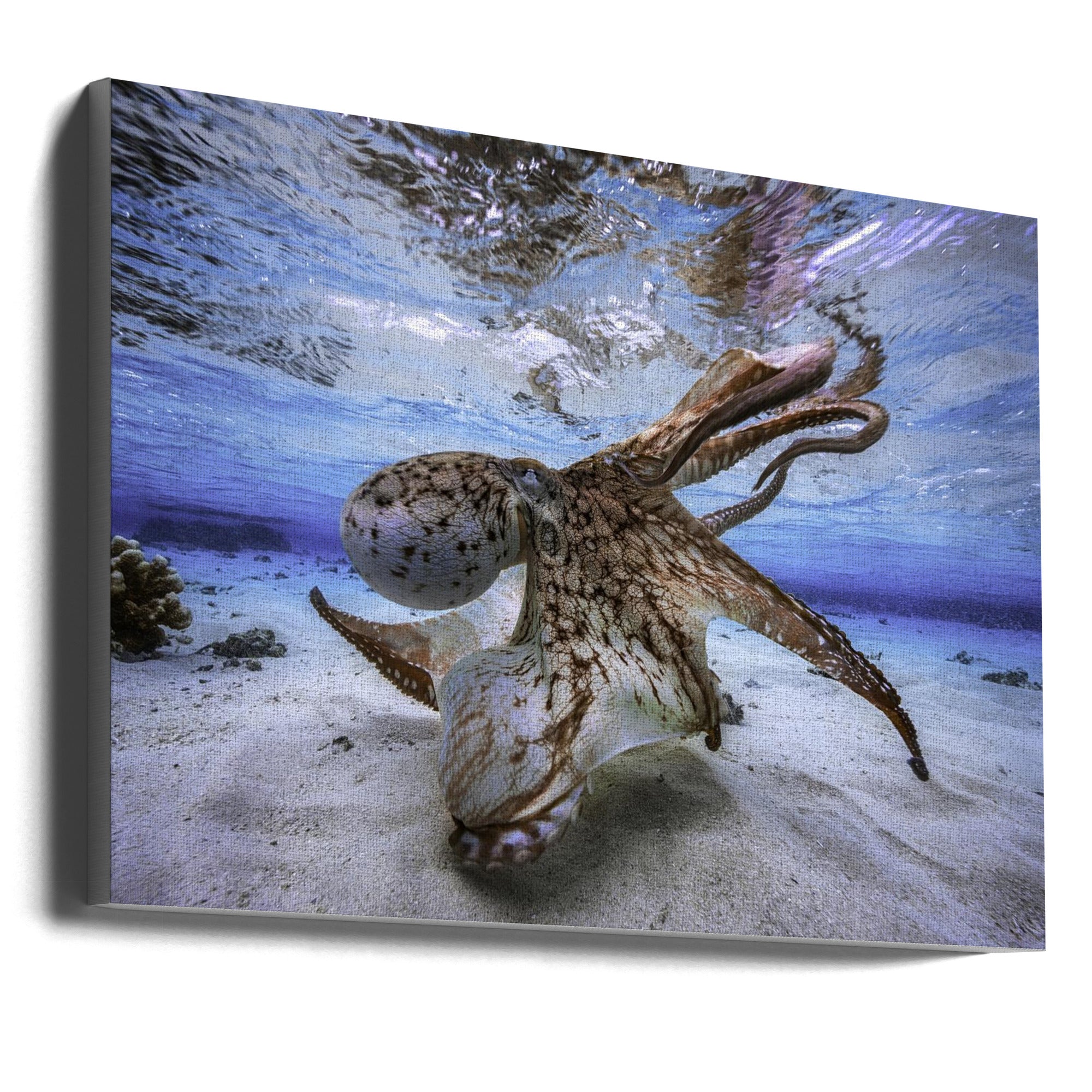 Dancing Octopus Wall Artwork Gallery Wrapped (Ready to Hang)