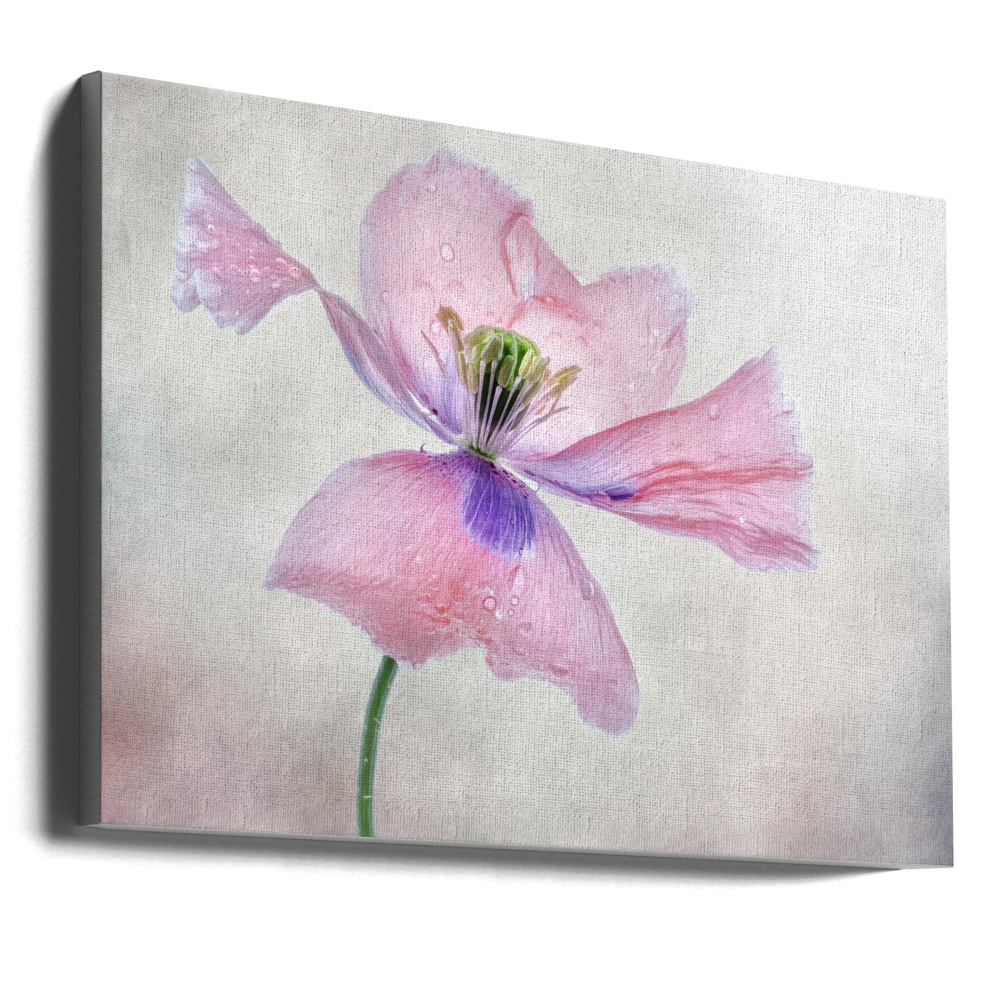 Pastel poppy Wall Artwork Gallery Wrapped (Ready to Hang)