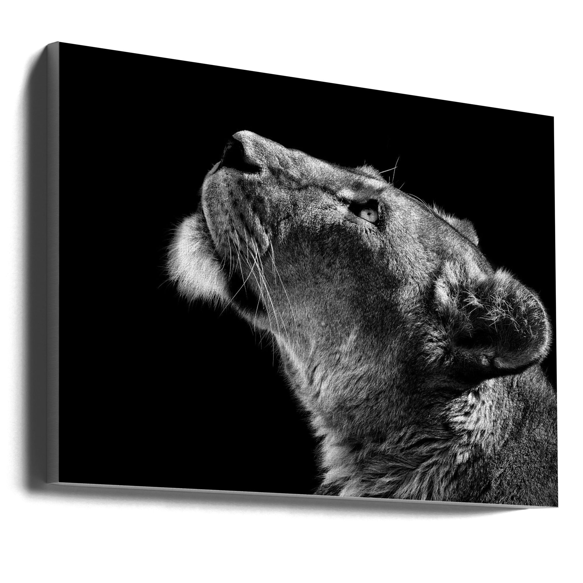 Looking Up Wall Artwork Gallery Wrapped (Ready to Hang)