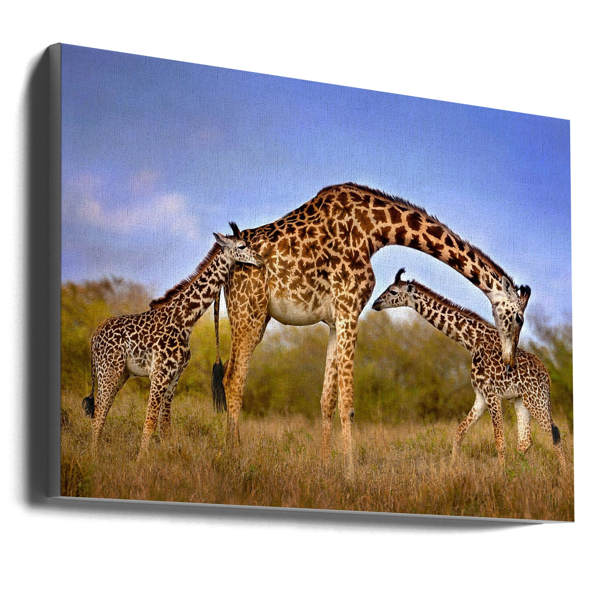 Wall art Giraffe with cubs