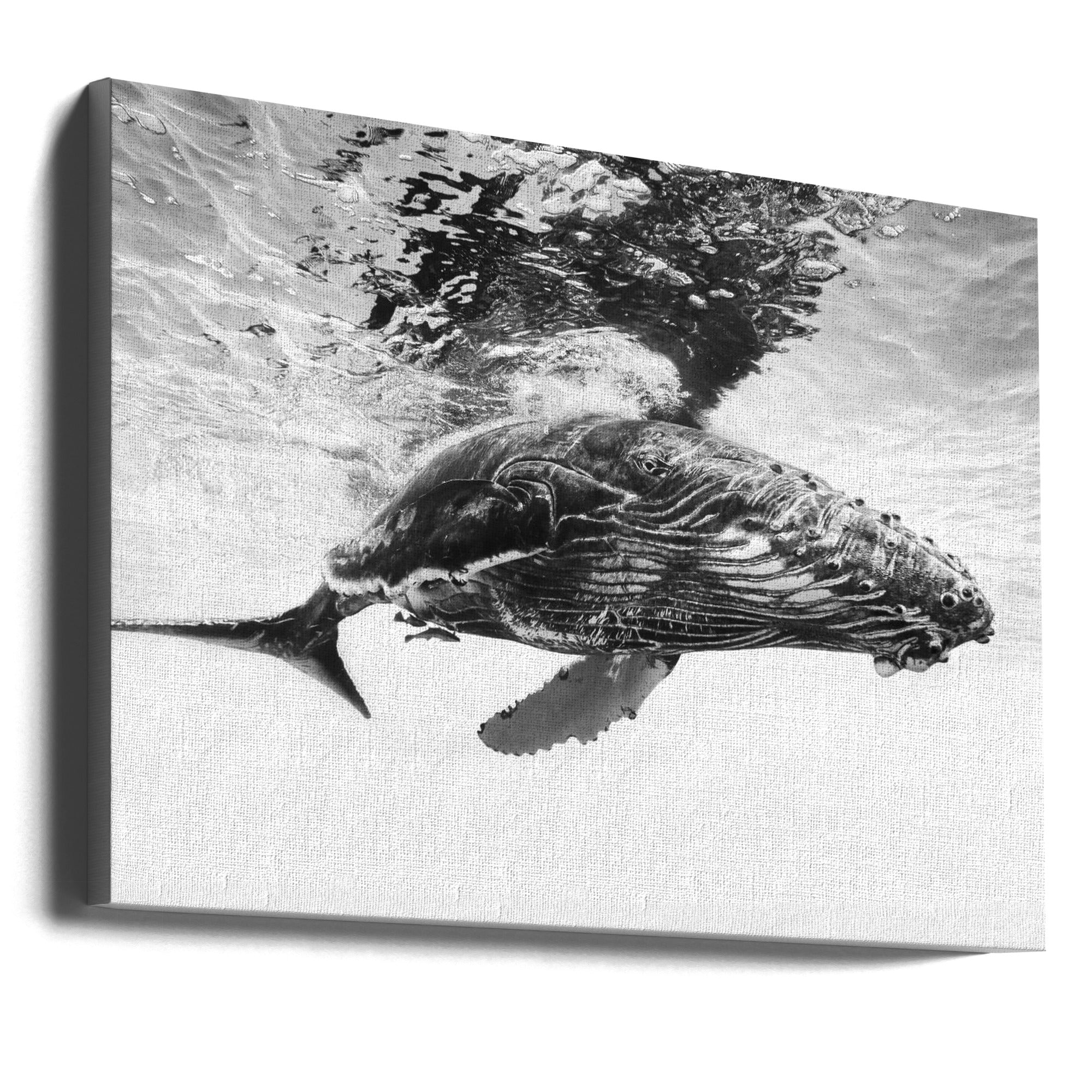 Humpback whale calf Wall Artwork Gallery Wrapped (Ready to Hang)