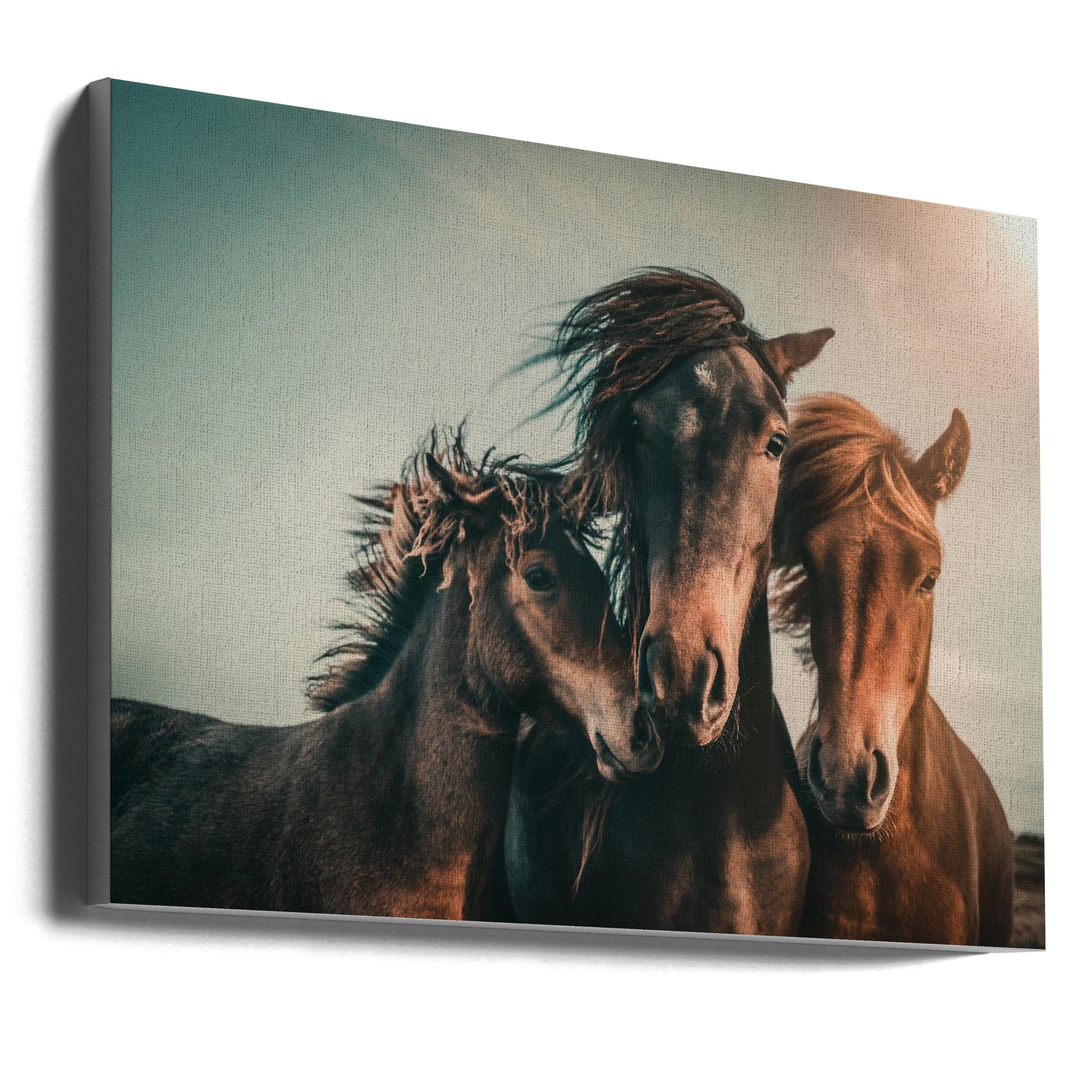 Wall art Family portrait Horses Canvas Print