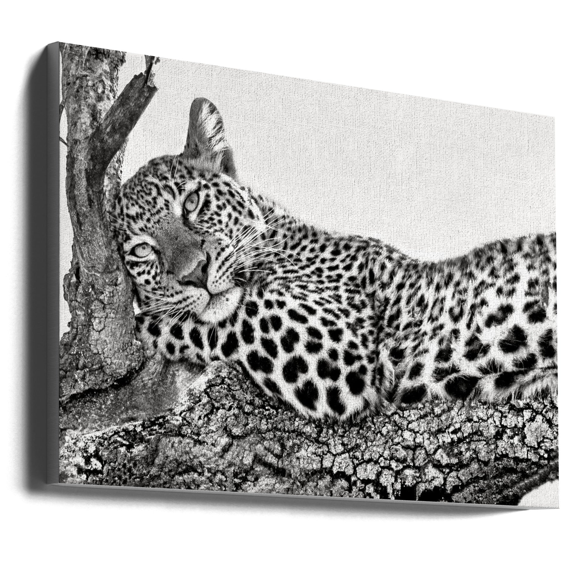 Time to rest Leopard Wall Artwork Gallery Wrapped (Ready to Hang)