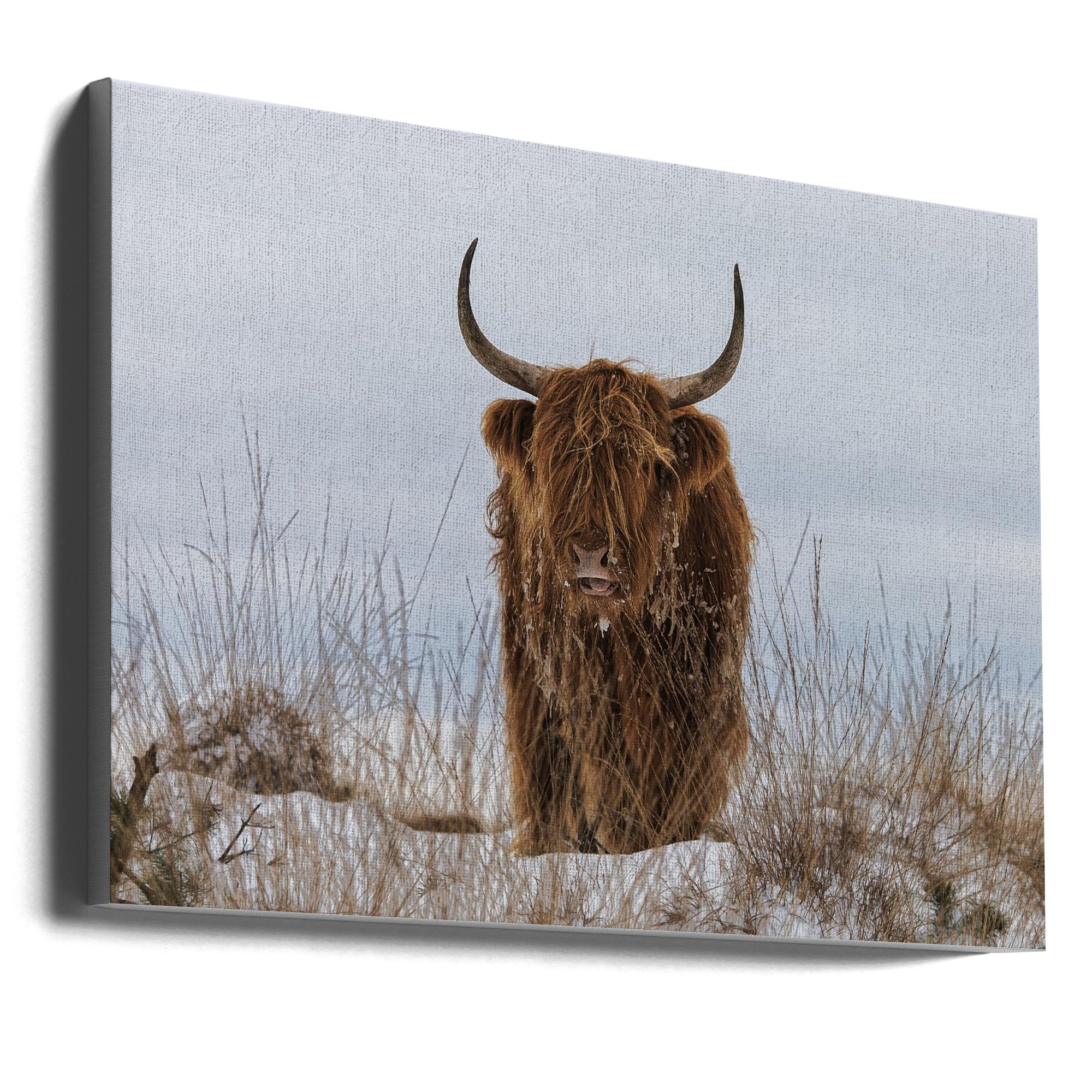 Highlander in Snow Wall Artwork Gallery Wrapped (Ready to Hang)