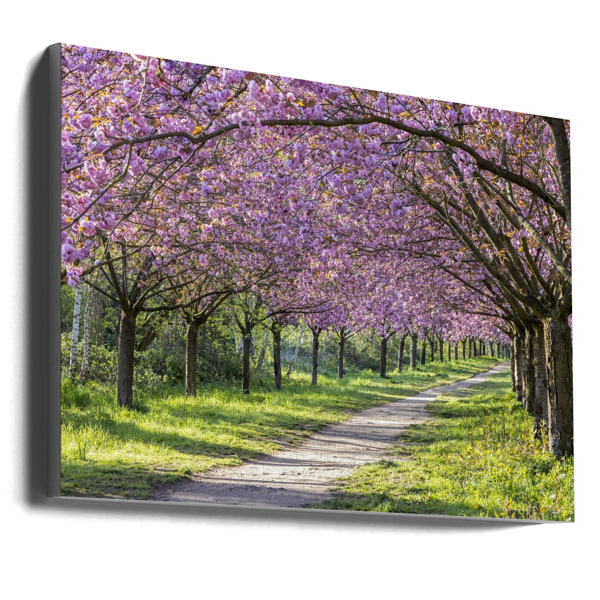 Landscape Photography Canvas Print-wall-art-idyllic-cherry-blossom-alley-36X24inches