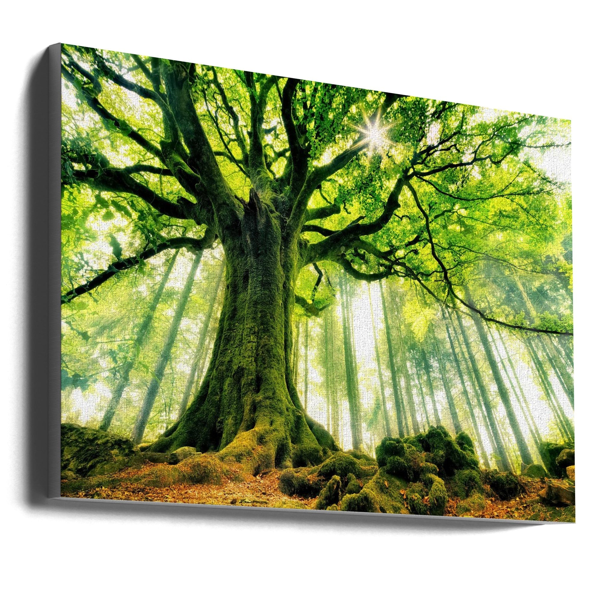 Ponthus' Beech Wall Artwork Gallery Wrapped (Ready to Hang)