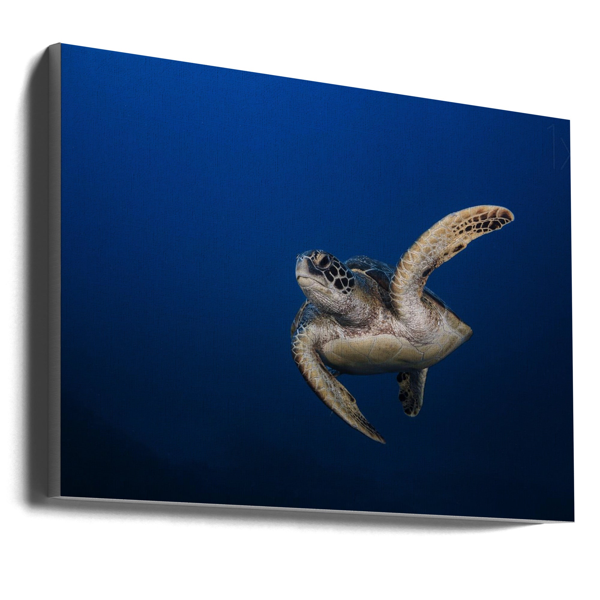 Wall art Green Turtle