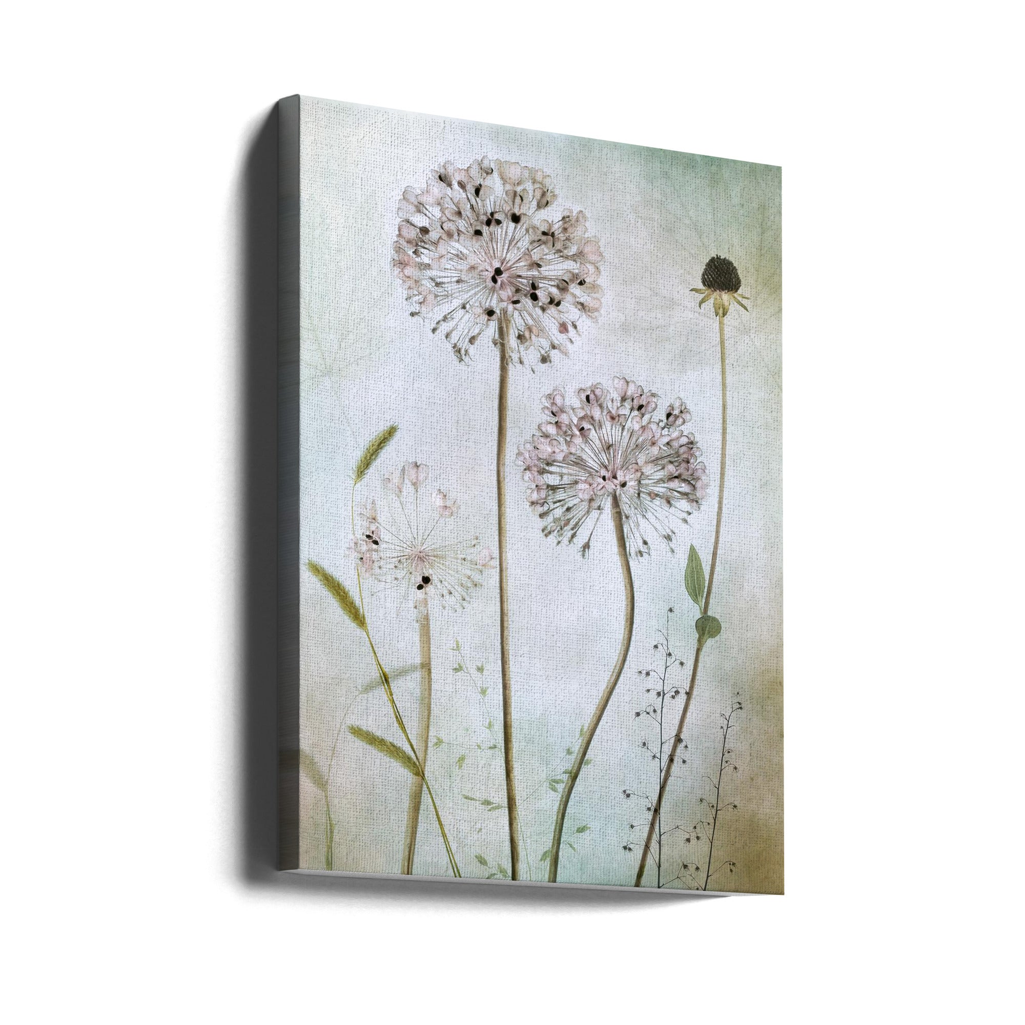 Allium Wall Artwork Gallery Wrapped (Ready to Hang)