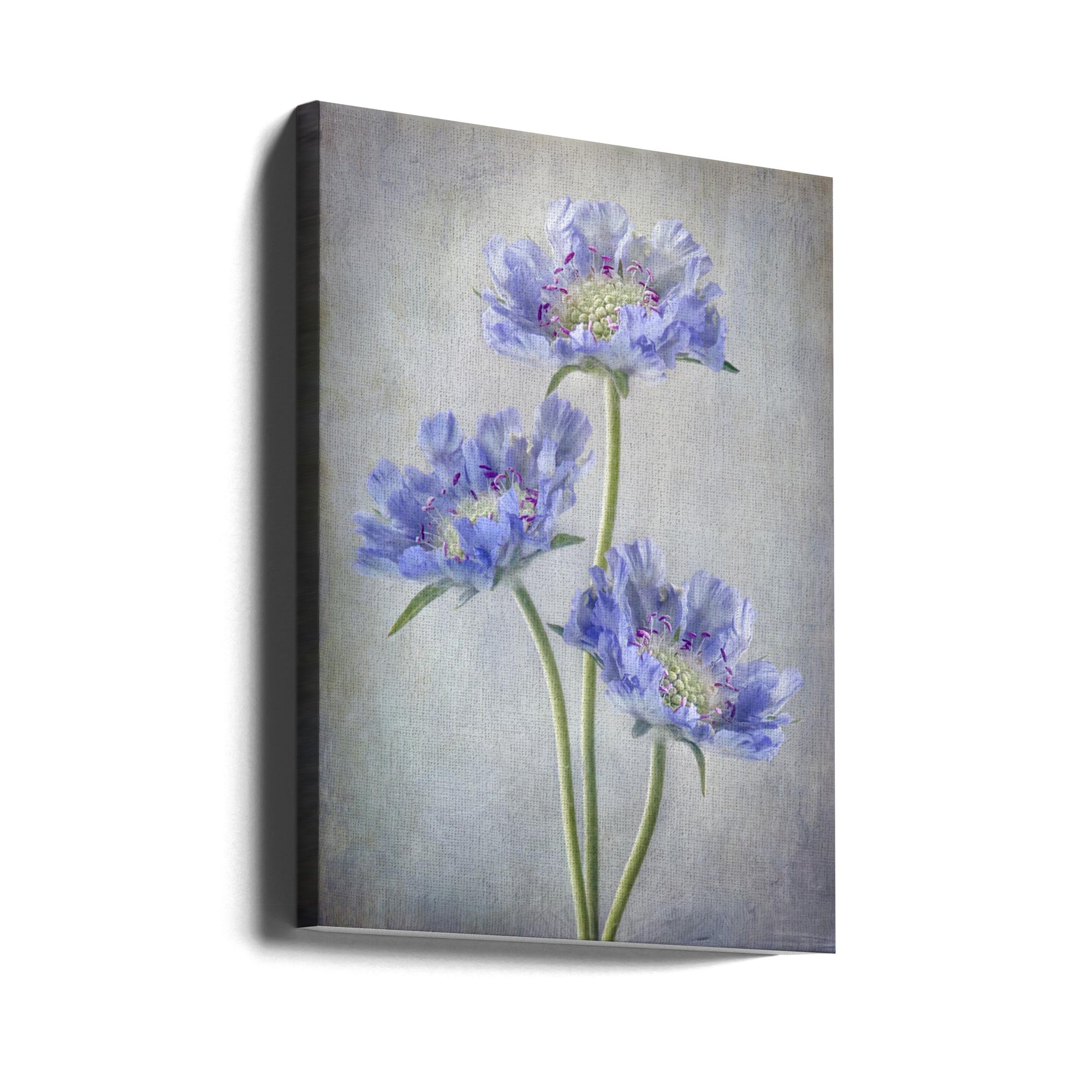 Scabiosa Wall Artwork Gallery Wrapped (Ready to Hang)