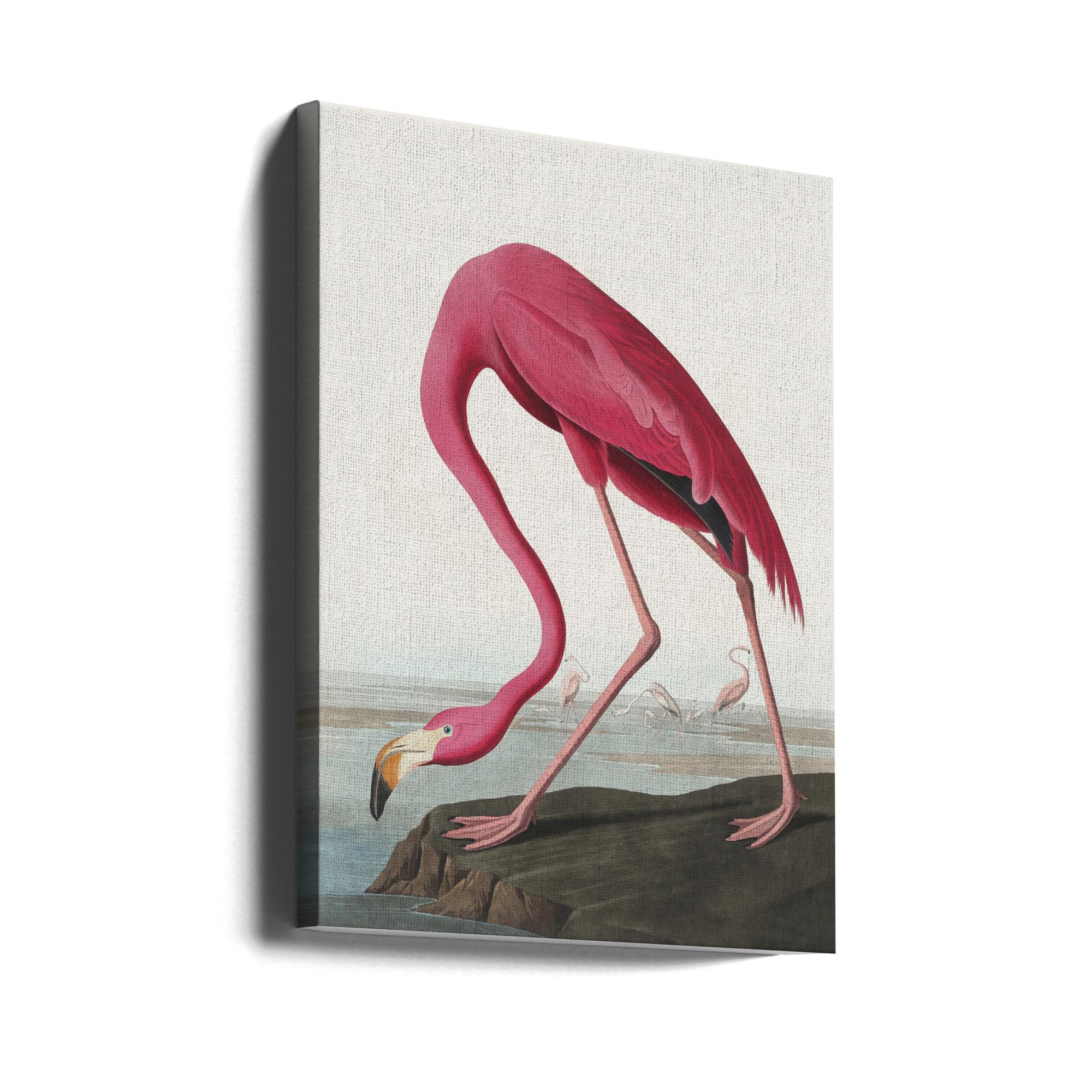 Pink Flamingo Ii From Birds of America (1827) Wall Artwork Gallery Wrapped (Ready to Hang)