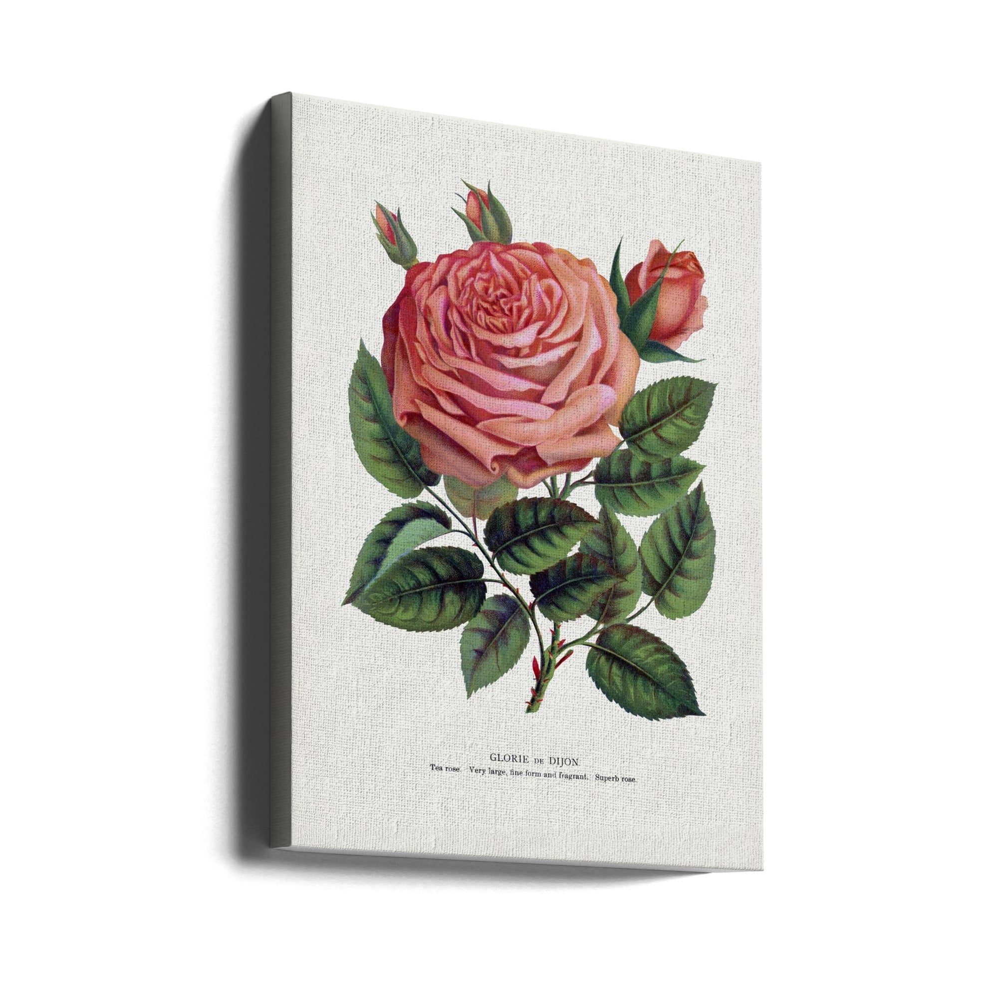 Pink Rose, Glorie De Dijon Lithograph Wall Artwork Gallery Wrapped (Ready to Hang)