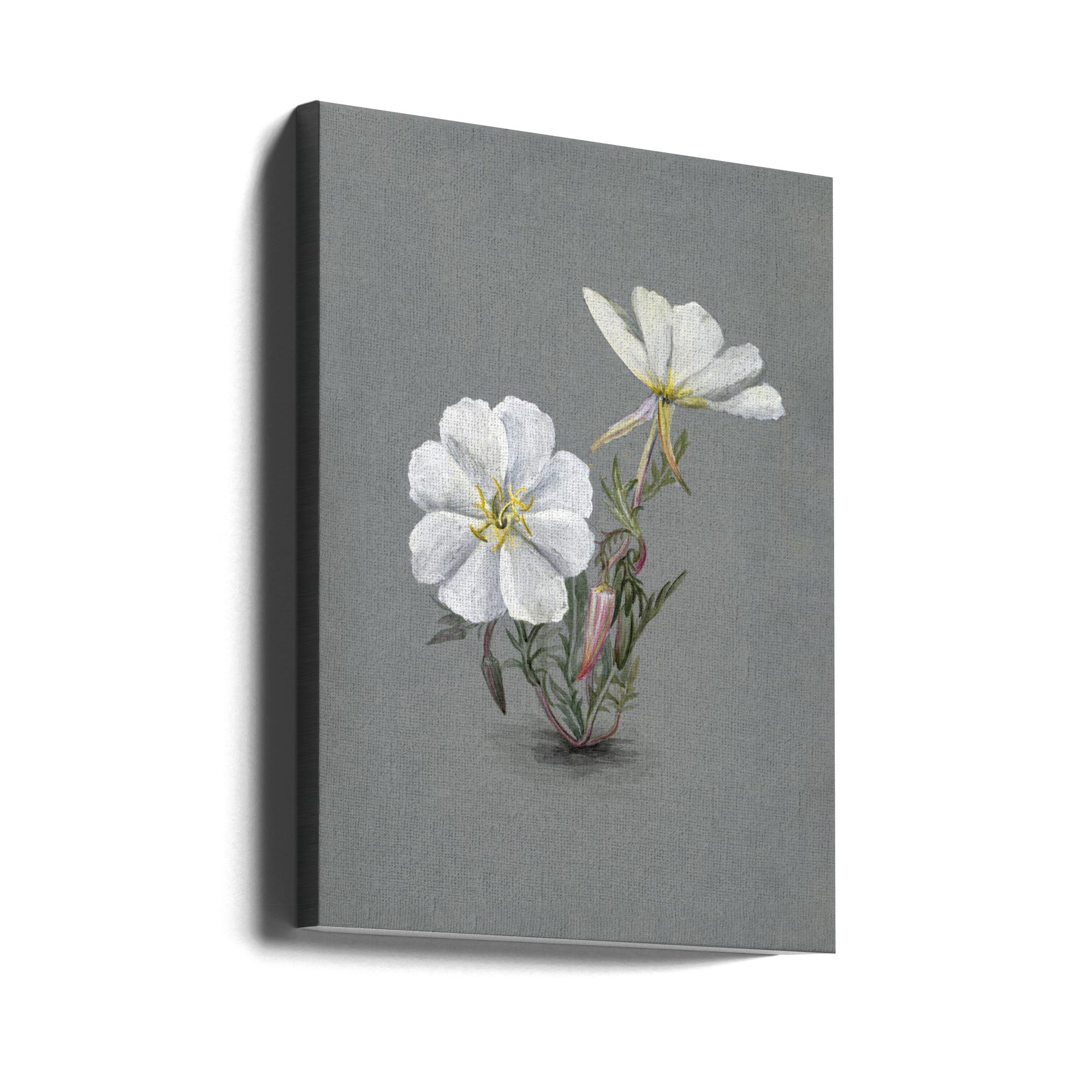 Giant Helleborine (1880) Wall Artwork Gallery Wrapped (Ready to Hang)