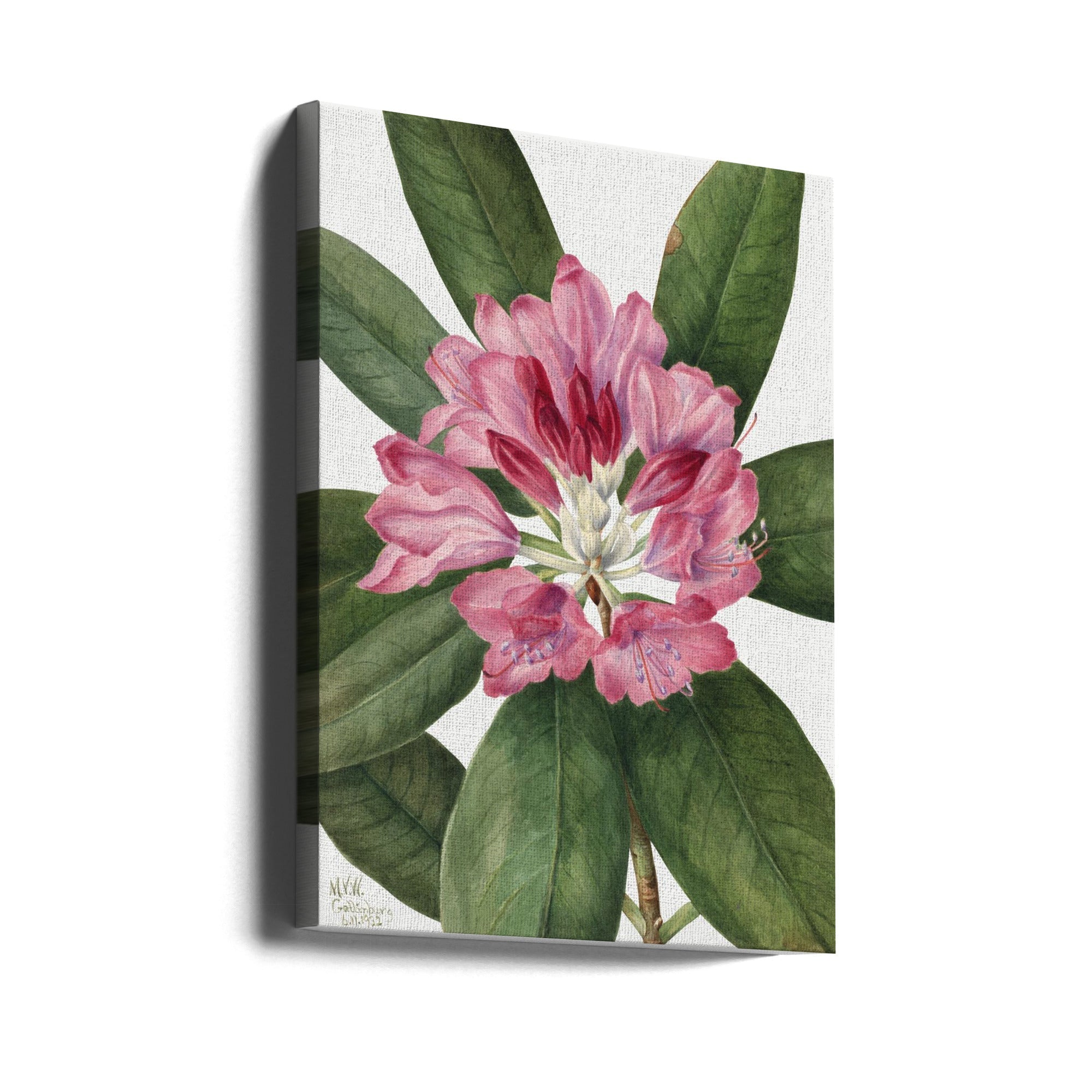 Mountain Rose Bay (1932) Wall Artwork Gallery Wrapped (Ready to Hang)