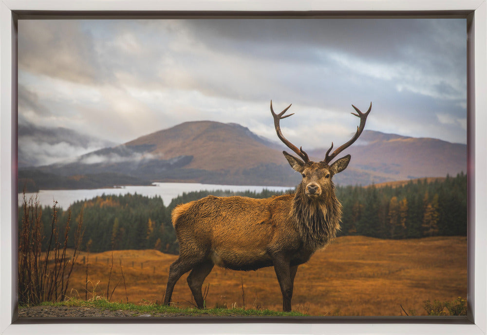 Scottish Stag Wall Artwork In Black Floating Frame