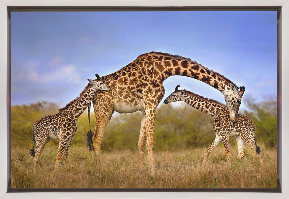 Wall art Giraffe with cubs