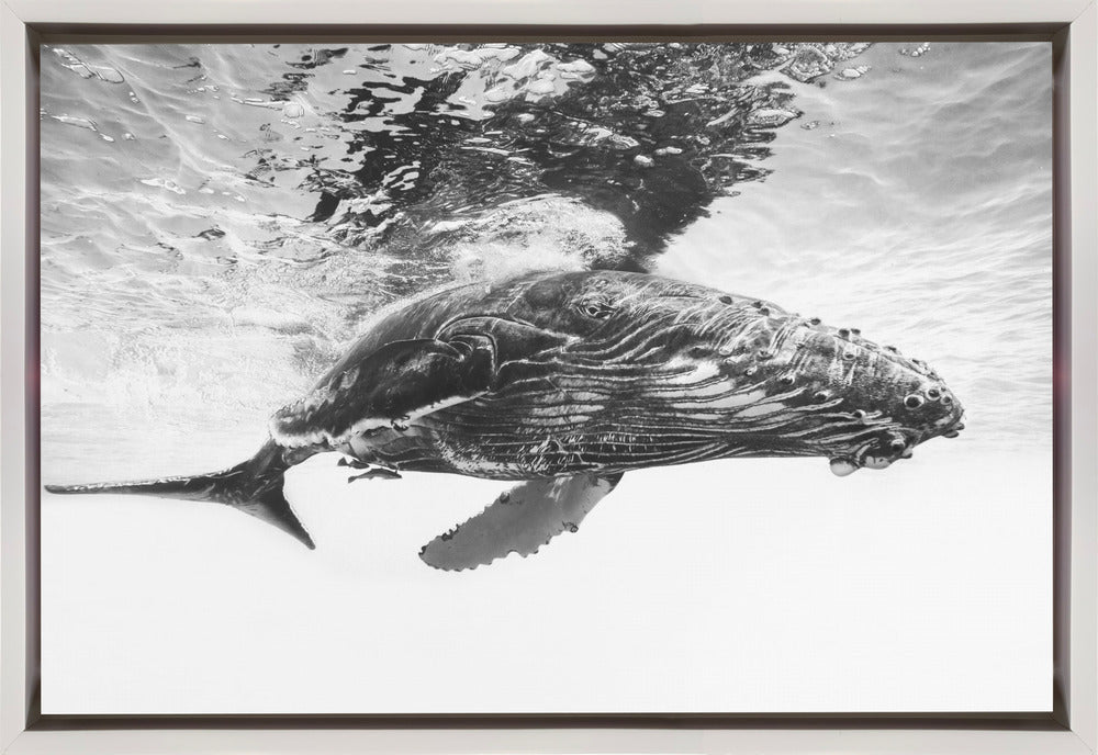 Humpback whale calf Wall Artwork In Black Floating Frame