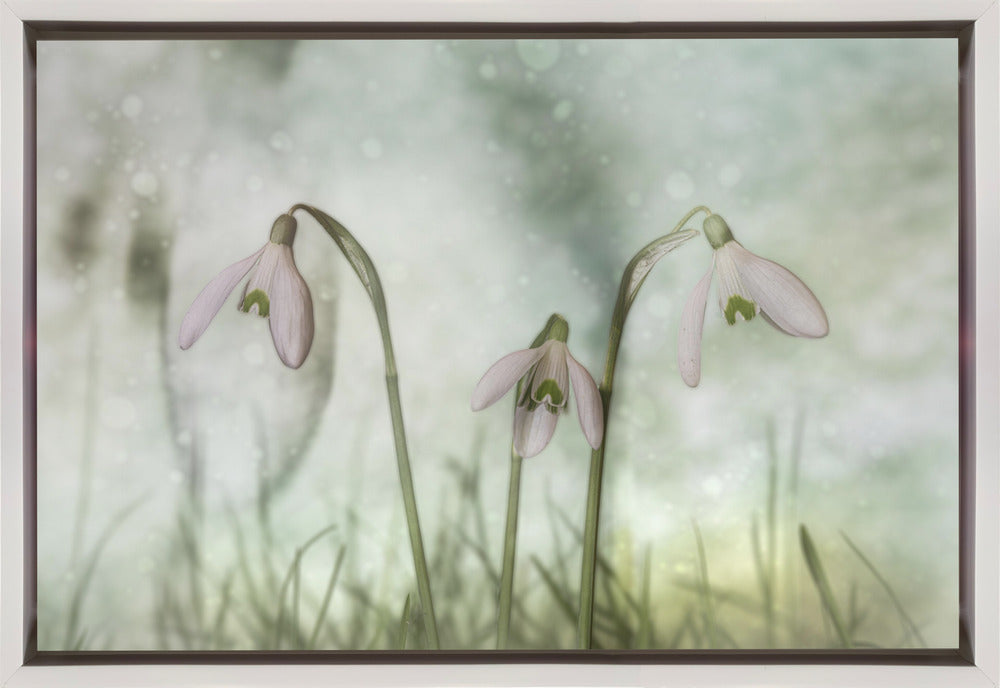 Trio 2 Wall Artwork Gallery Wrapped (Ready to Hang)