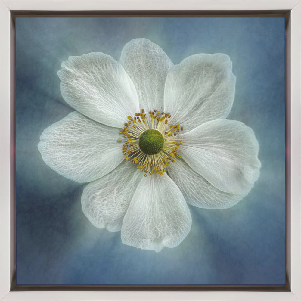 Princes Anne-Mone Wall Artwork Gallery Wrapped (Ready to Hang)