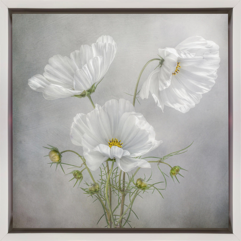 Cosmos Charm Irises Wall Artwork In Black Floating Frame