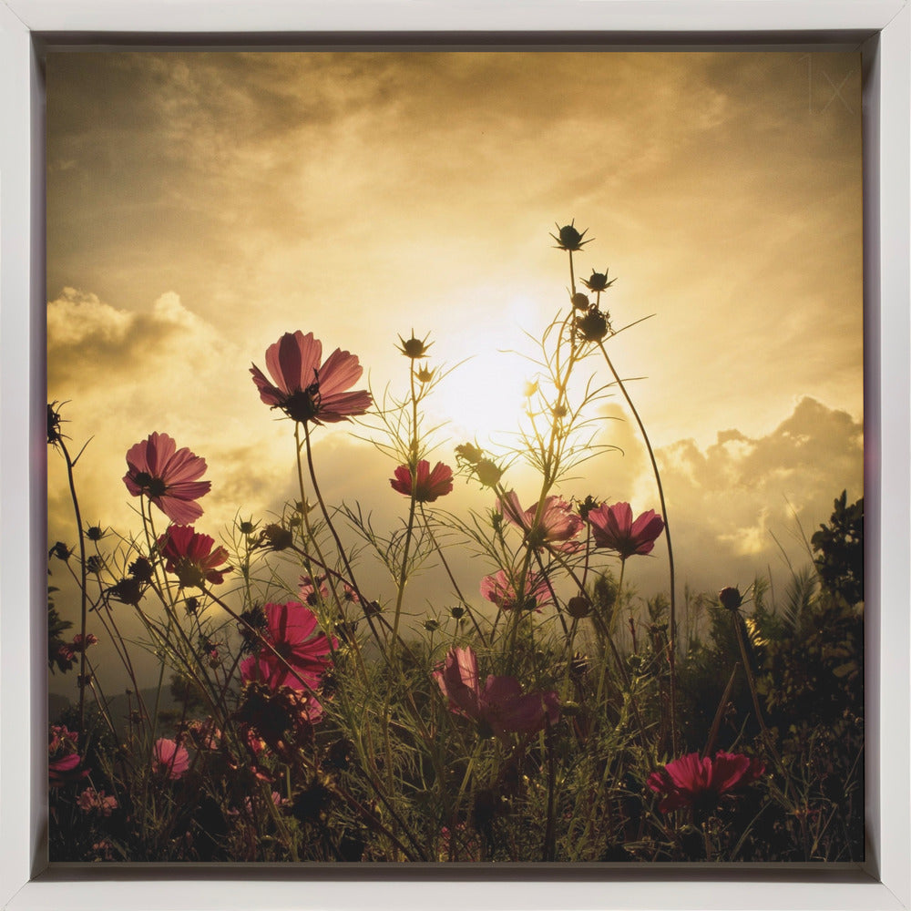Watching the Sun Wall Artwork In Black Floating Frame
