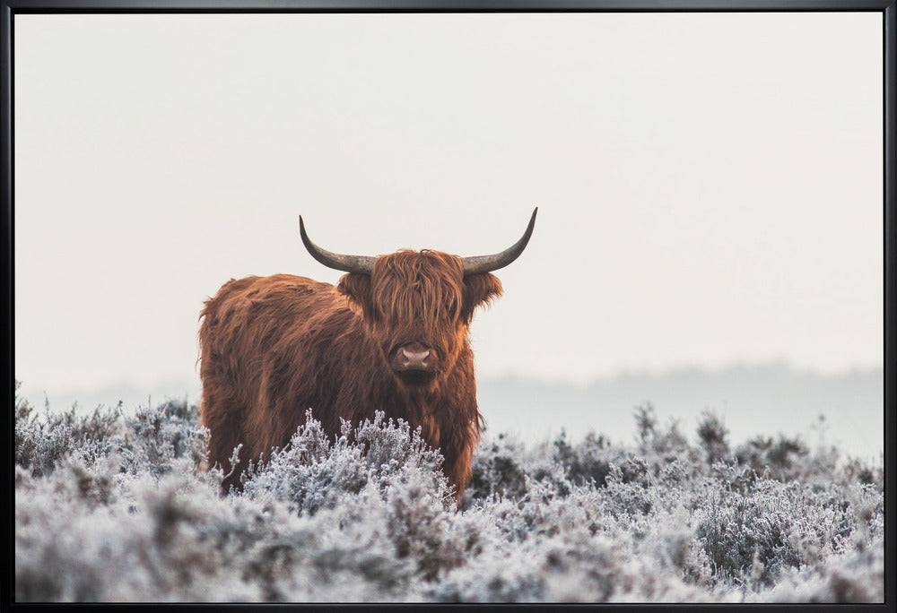 Highlander Wall Artwork Gallery Wrapped (Ready to Hang)