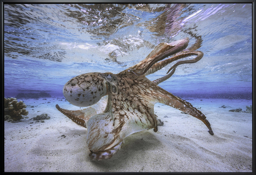 Dancing Octopus Wall Artwork In White Floating Frame