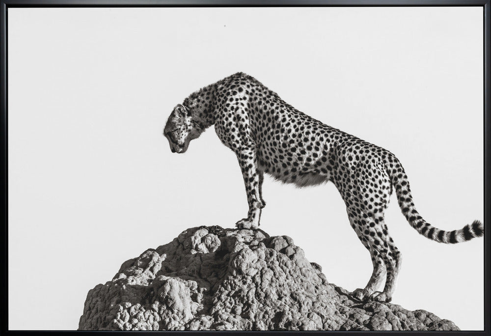 the hunter Wall Artwork Gallery Wrapped (Ready to Hang)