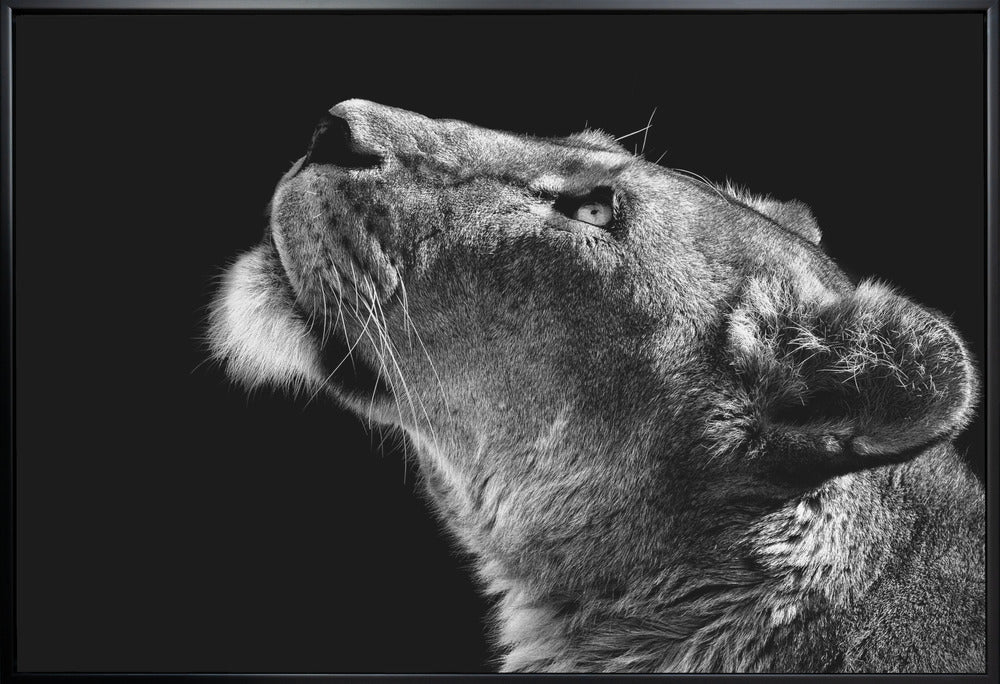 Looking Up Wall Artwork Gallery Wrapped (Ready to Hang)