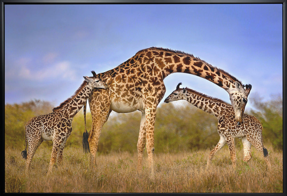 Wall art Giraffe with cubs