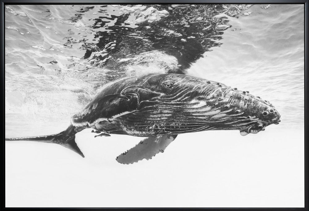 Humpback whale calf Wall Artwork Gallery Wrapped (Ready to Hang)