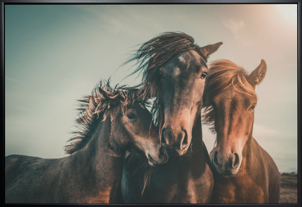 Wall art Family portrait Horses Canvas Print