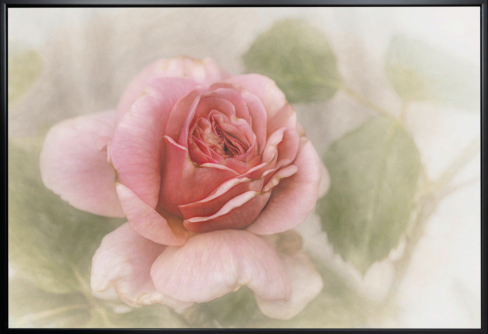 smooth rose Wall Artwork Gallery Wrapped (Ready to Hang)