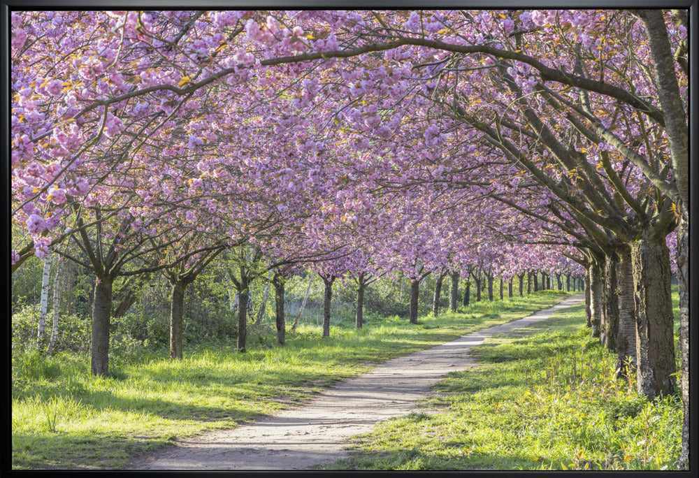 Landscape Photography Canvas Print-wall-art-idyllic-cherry-blossom-alley-48X36inches
