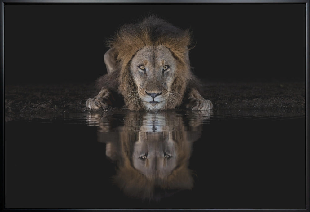 Wall Art Felines Nature-Inspired Canvas Print-wall-art-a-lion-at-the-night-48X36