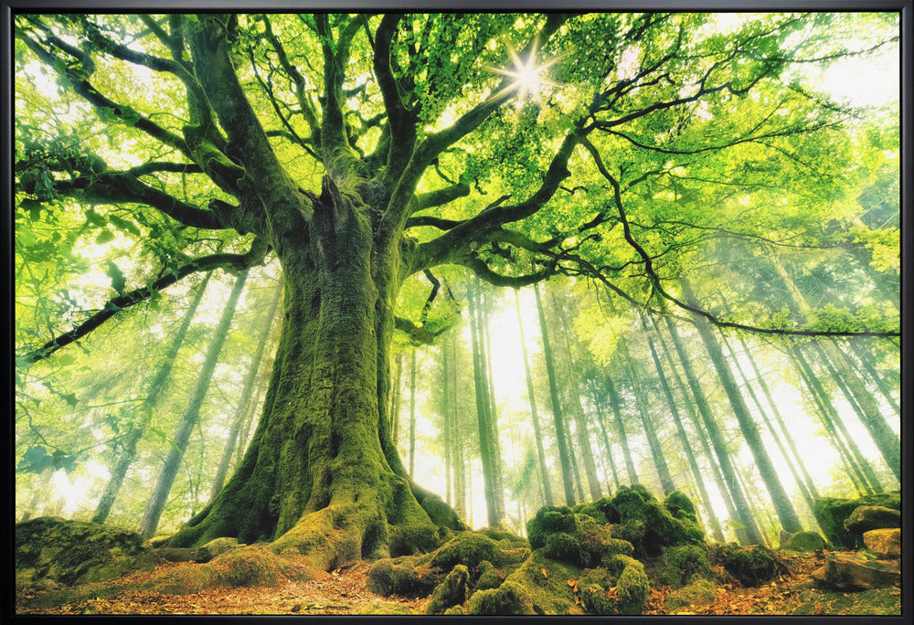 Ponthus' Beech Wall Artwork Gallery Wrapped (Ready to Hang)