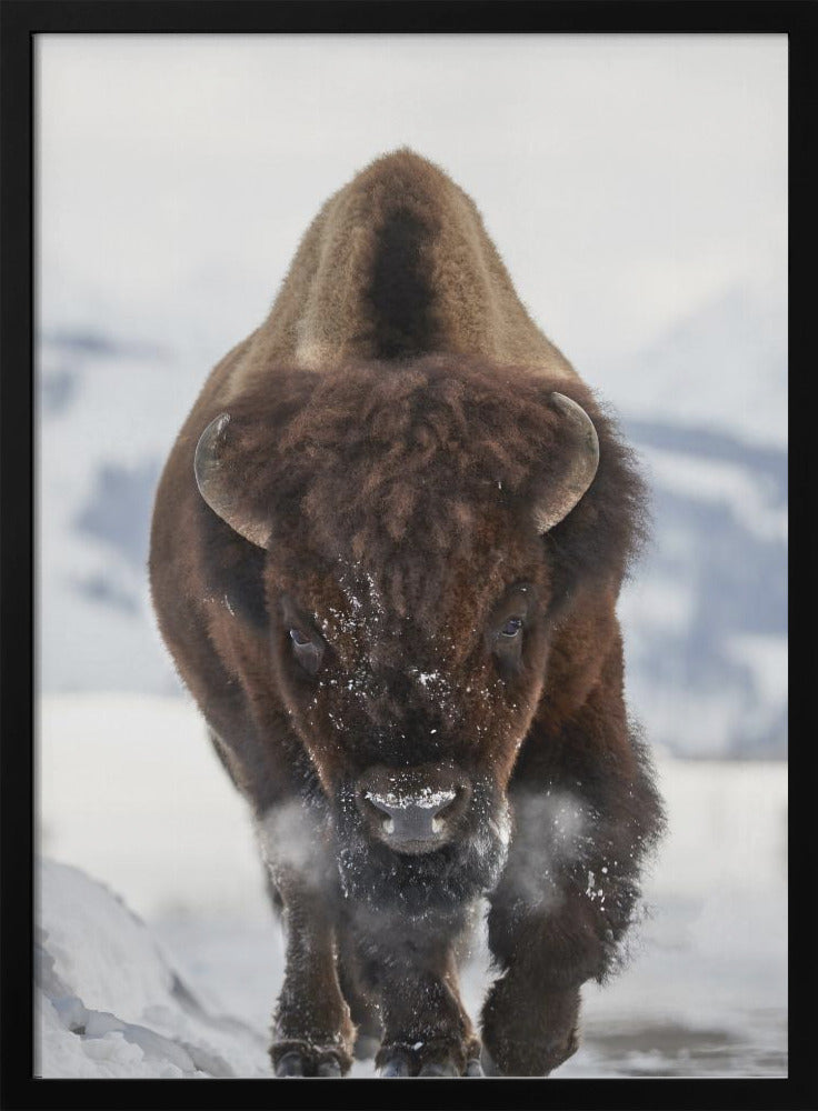 Bison Incoming Wall Artwork In White Floating Frame