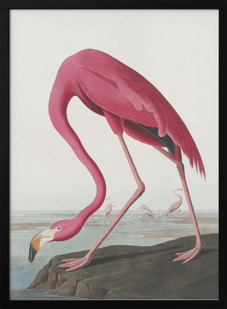 Pink Flamingo Ii From Birds of America (1827) Wall Artwork In Black Floating Frame