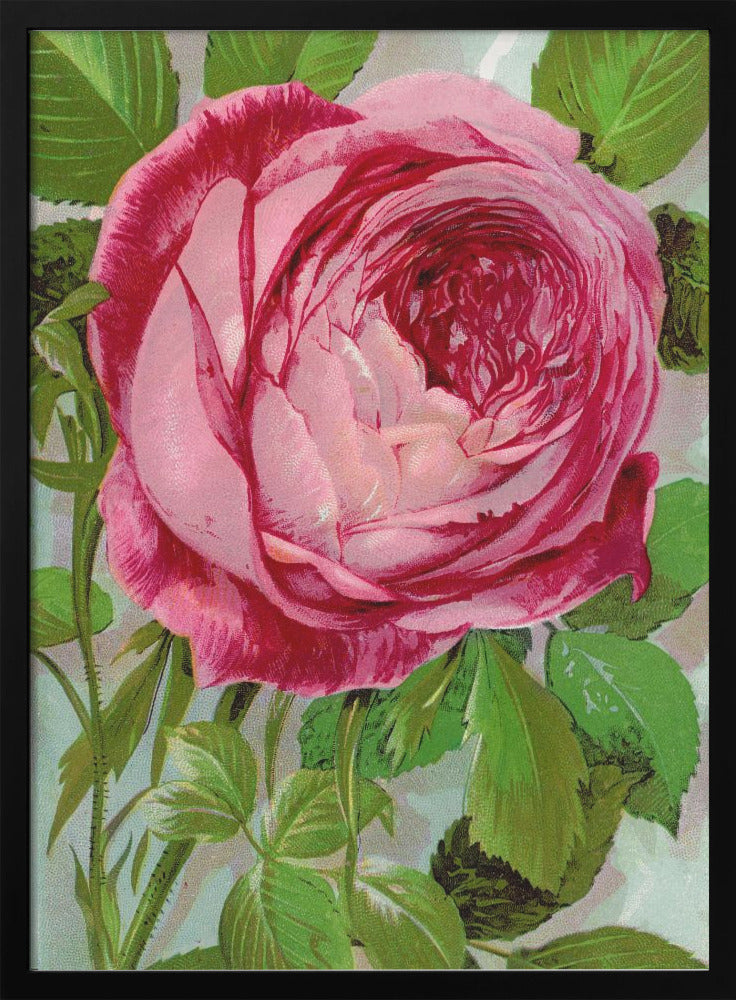 Pink Rose, Mrs John Laing Lithograph Wall Artwork In Black Floating Frame