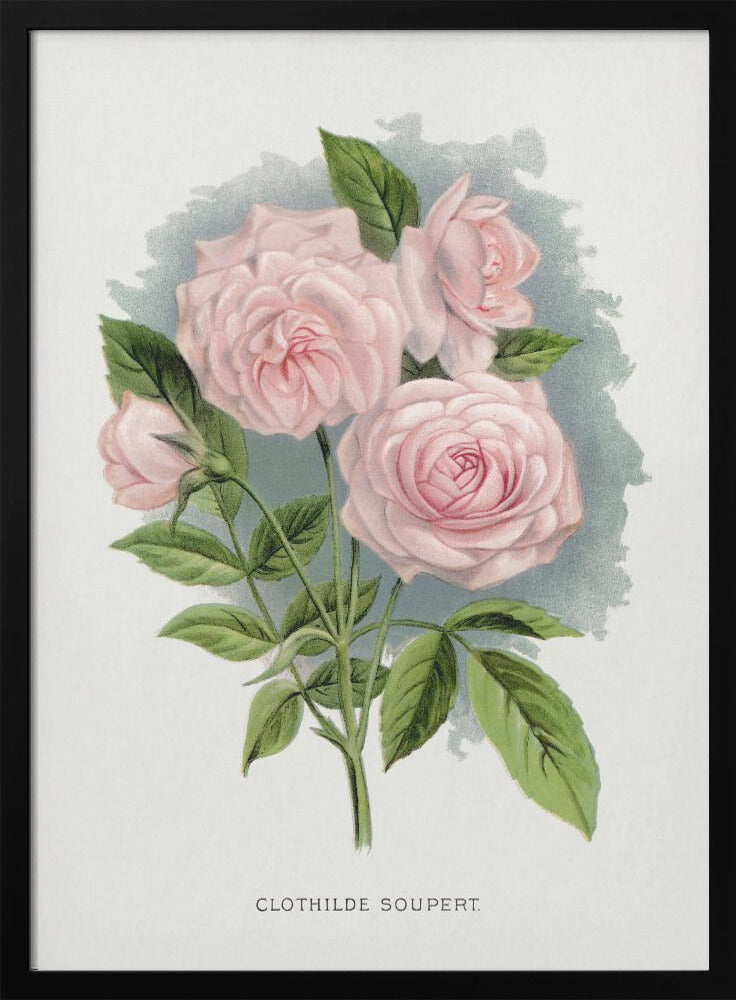 Pink Rose, Clothilde Soupert Lithograph Wall Artwork In Black Floating Frame