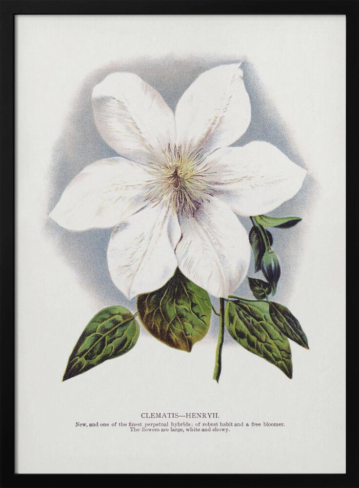 Clematis Flower Lithograph Wall Artwork Gallery Wrapped (Ready to Hang)